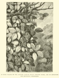 先住民のYahuar Cencca（血まみれの鼻）と植物学者のErythrina splendensから呼び出されたリアナ 作： Edouard Riou